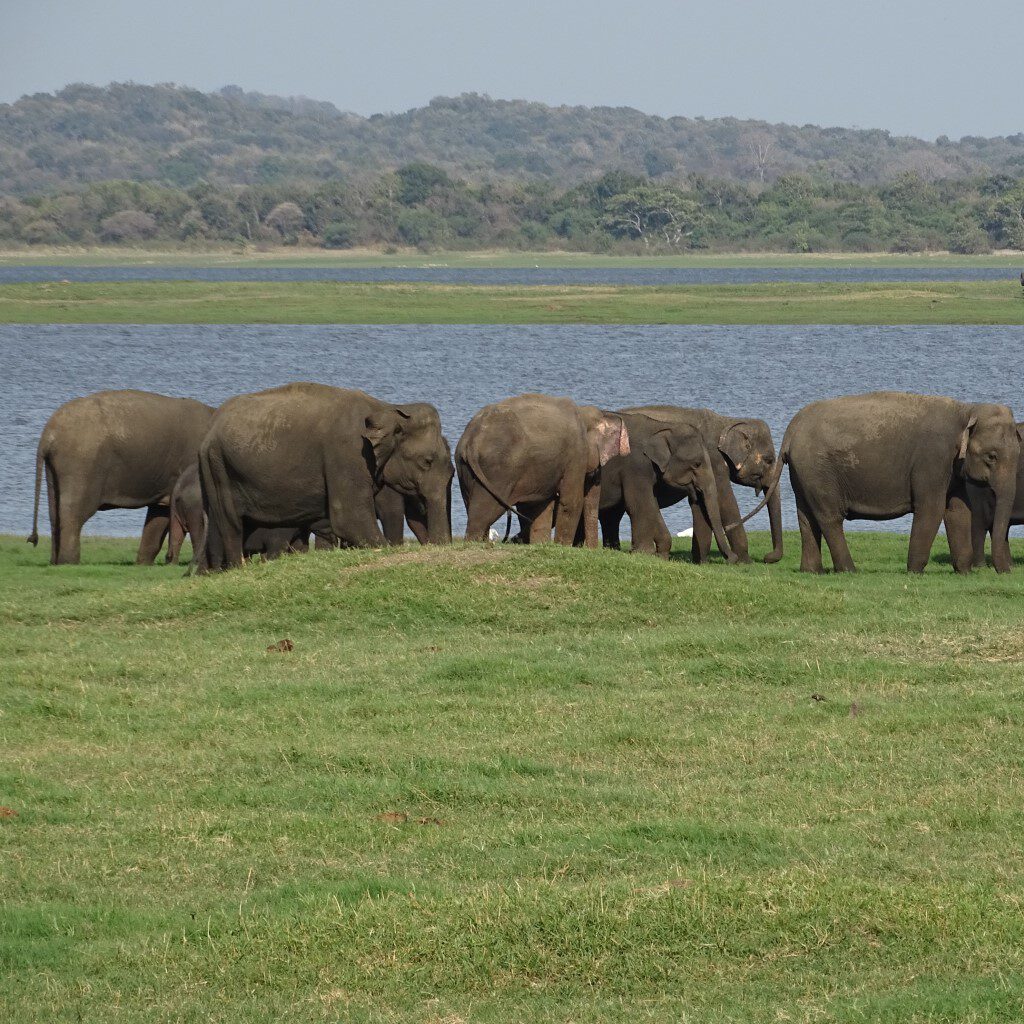 sri lanka op reis olifanten gathering Minneriya National Park 