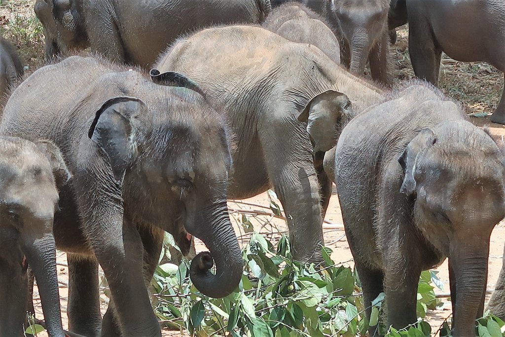 sri lanka op reis, elephant transit home