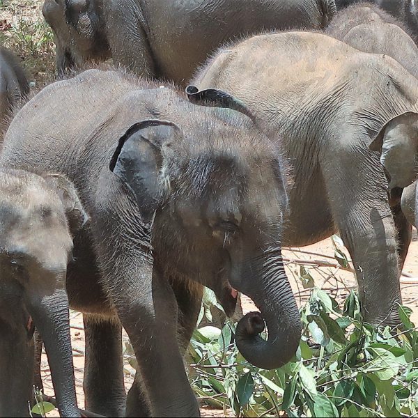 sri lanka op reis elephant transit home