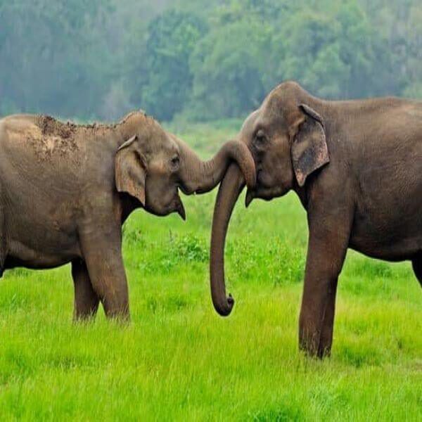 olifanten sri lanka op reis