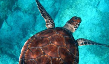 zeeschildpadden sri lanka op reis