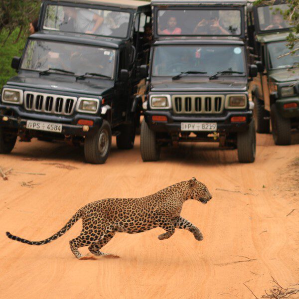 luipaard spingt voor jeeps in Yala NP Sri Lanka