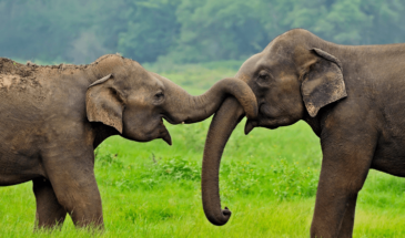 sri lanka op reis olifanten