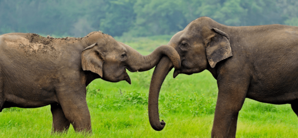 sri lanka op reis olifanten