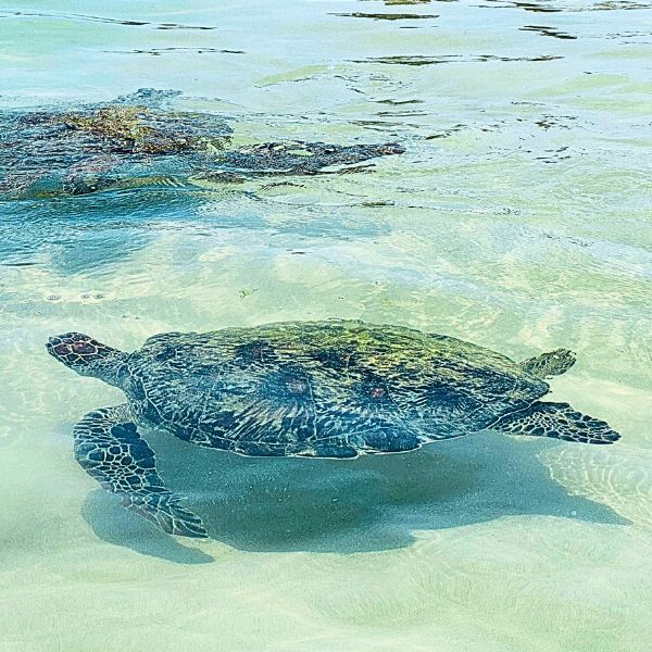 schildpad in zee sri lanka