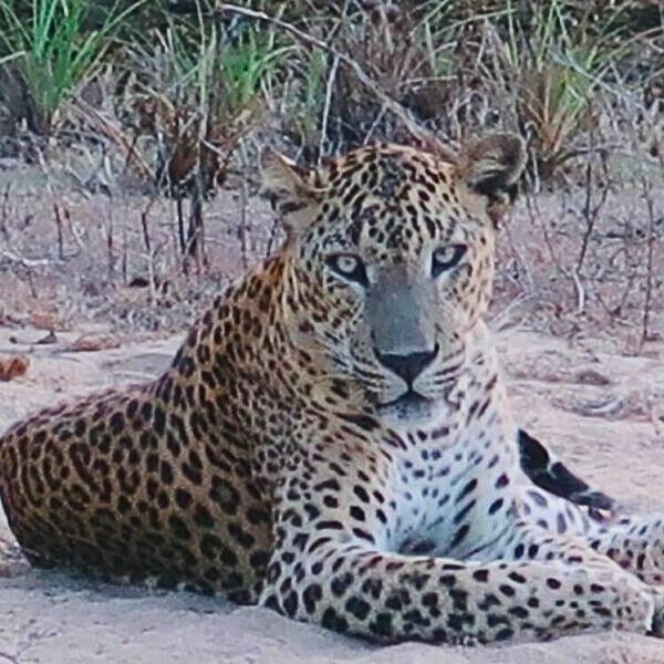 luipaard actieve reis sri lanka