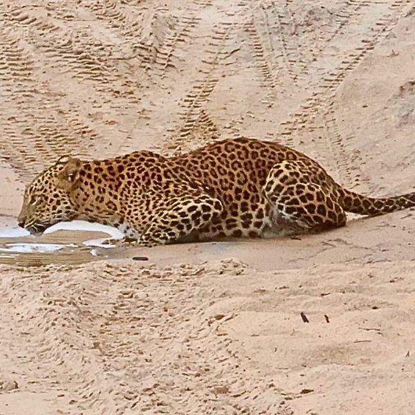 luipaard sri lanka drinkt
