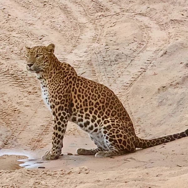 luipaard sri lanka kijkt op