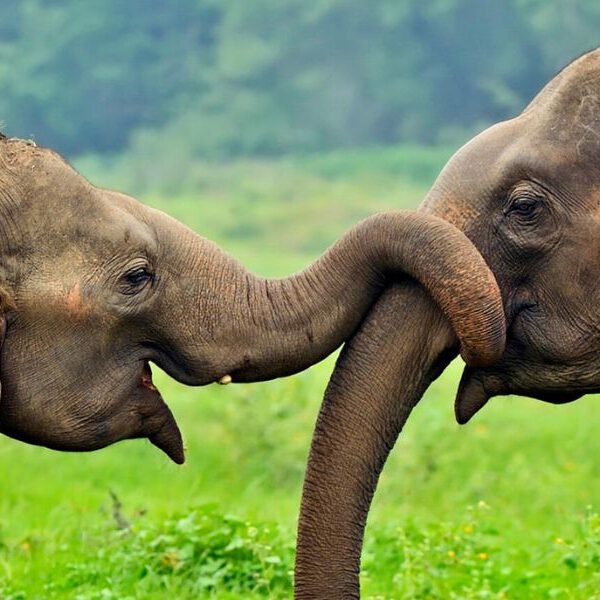 twee olifanten tijdens kleinschalige groepsreis sri lanka